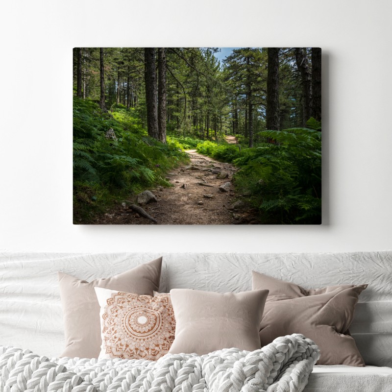 Obraz na płótnie spokojna ścieżka leśna wśród bujnej zieleni