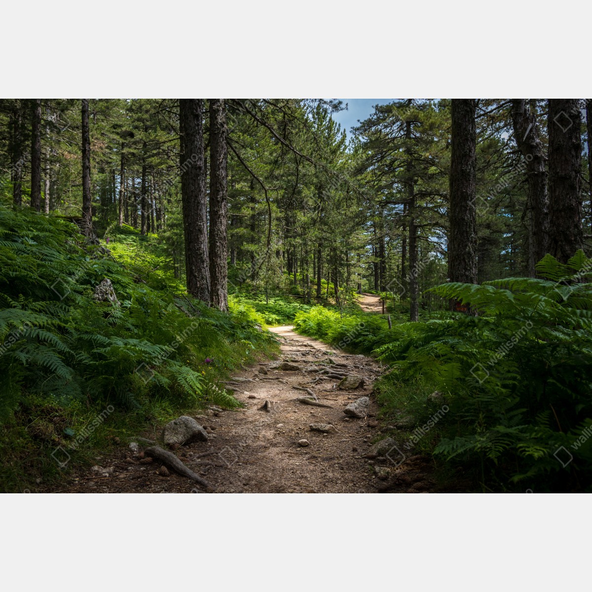 Obraz na płótnie spokojna ścieżka leśna wśród bujnej zieleni – Wallissimo® Obraz na płótnie spokojna ścieżka leśna wśród bujnej zieleni – Wallissimo®