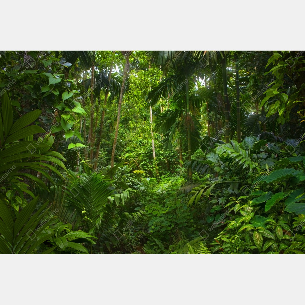 Obraz na płótnie bujna tropikalna dżungla – Wallissimo® Obraz na płótnie bujna tropikalna dżungla – Wallissimo®