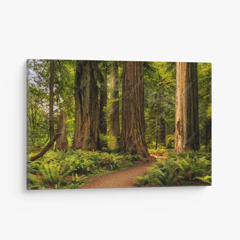 Obraz na płótnie Kalifornia sekwoje leśna ścieżka