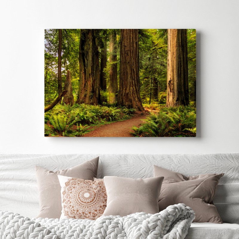 Obraz na płótnie Kalifornia sekwoje leśna ścieżka – Wallissimo® Obraz na płótnie Kalifornia sekwoje leśna ścieżka – Wallissimo®