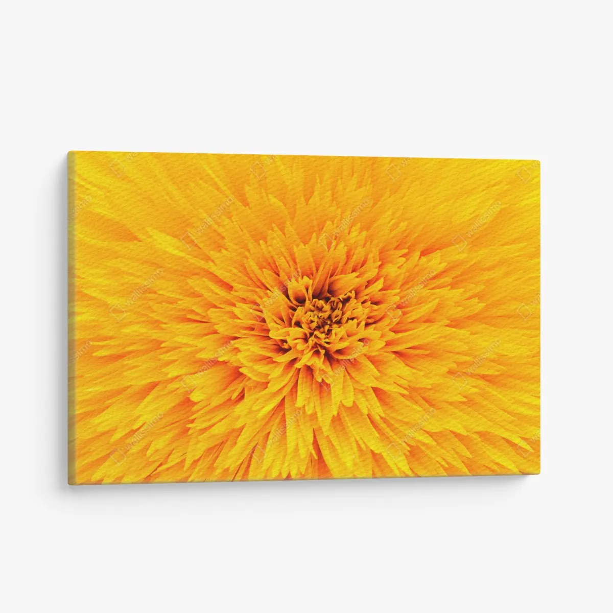 Obraz na płótnie promienny słonecznik z bliska – Wallissimo® Obraz na płótnie promienny słonecznik z bliska – Wallissimo®