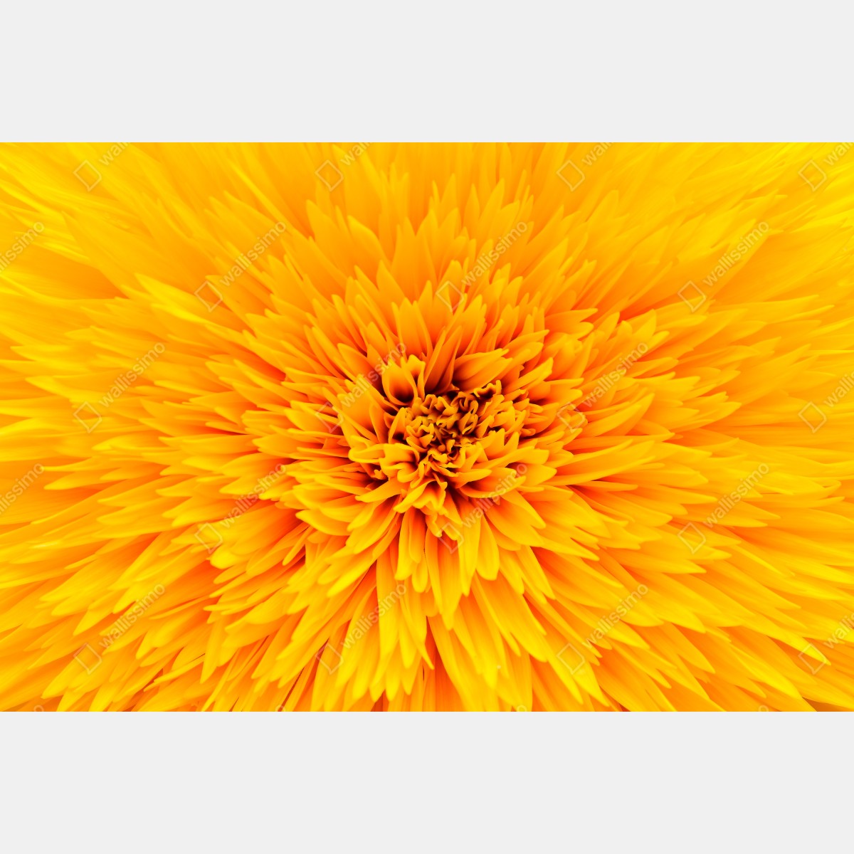 Obraz na płótnie promienny słonecznik z bliska – Wallissimo® Obraz na płótnie promienny słonecznik z bliska – Wallissimo®