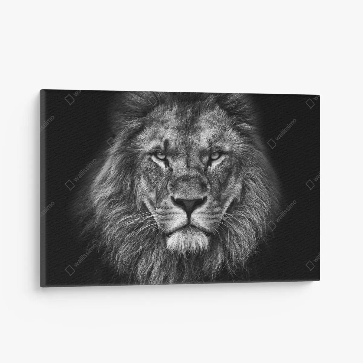 Obraz na płótnie majestatyczny portret lwa w monochromie – Wallissimo® Obraz na płótnie majestatyczny portret lwa w monochromie – Wallissimo®