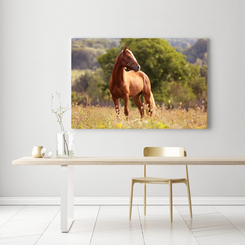 Obraz na płótnie majestatyczny kasztanowy koń na letniej łące – Wallissimo® Obraz na płótnie majestatyczny kasztanowy koń na letniej łące – Wallissimo®