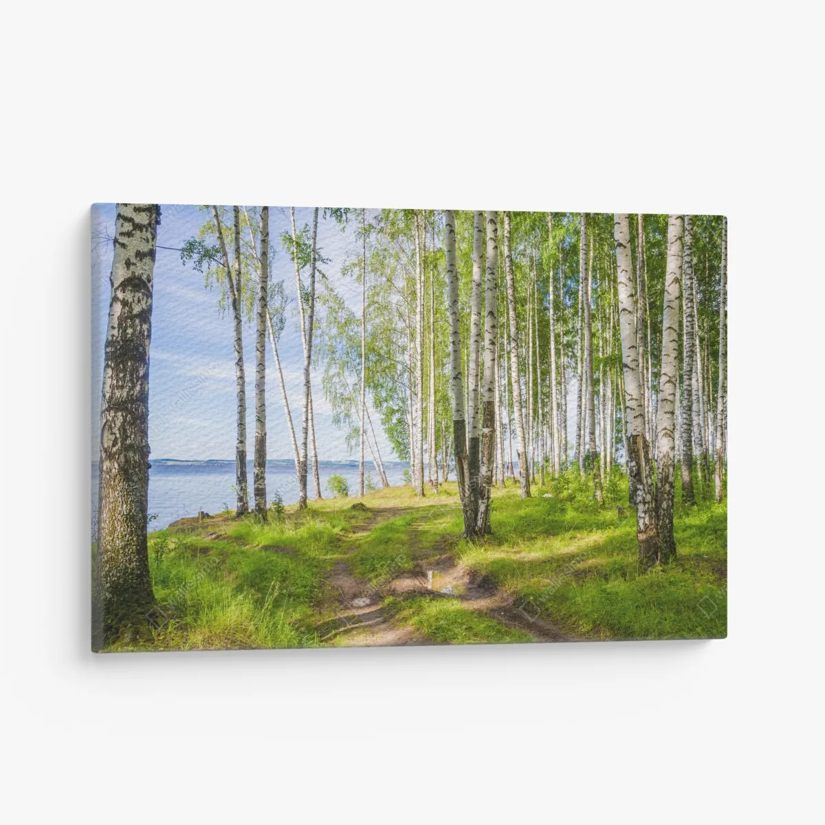 Obraz na płótnie słoneczny zagajnik brzozowy nad wodą – Wallissimo® Obraz na płótnie słoneczny zagajnik brzozowy nad wodą – Wallissimo®