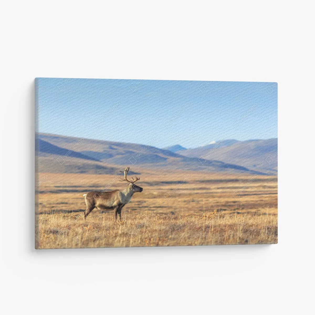 Obraz na płótnie samotny renifer w tundrze w Czukotce – Wallissimo® Obraz na płótnie samotny renifer w tundrze w Czukotce – Wallissimo®