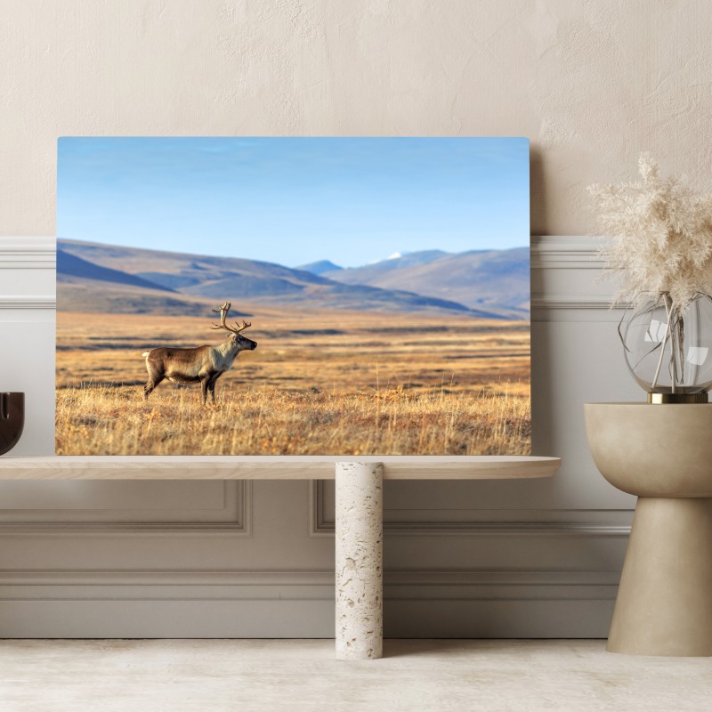 Obraz na płótnie samotny renifer w tundrze w Czukotce – Wallissimo® Obraz na płótnie samotny renifer w tundrze w Czukotce – Wallissimo®