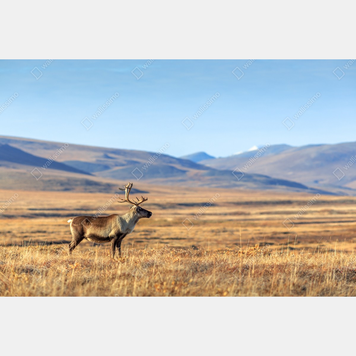 Obraz na płótnie samotny renifer w tundrze w Czukotce – Wallissimo® Obraz na płótnie samotny renifer w tundrze w Czukotce – Wallissimo®