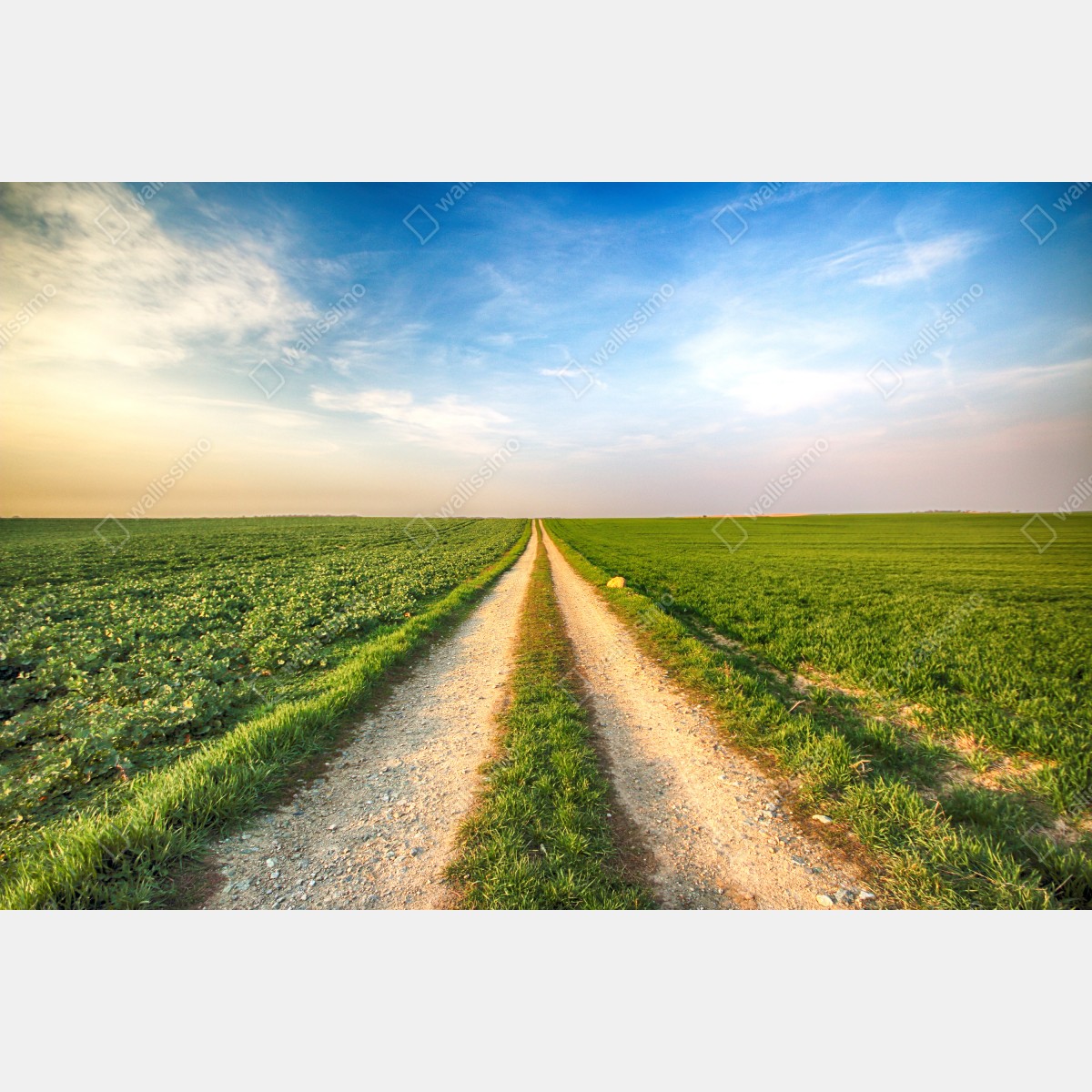 Obraz na płótnie polna droga przez zielone pola – Wallissimo® Obraz na płótnie polna droga przez zielone pola – Wallissimo®