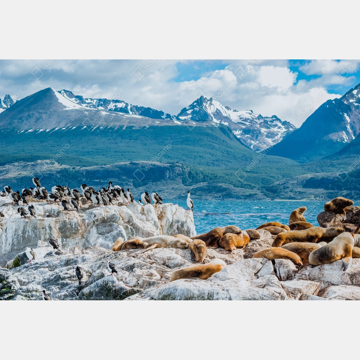 Obraz na płótnie lwy morskie i ptaki na skalistym wybrzeżu – Wallissimo® Obraz na płótnie lwy morskie i ptaki na skalistym wybrzeżu – Wallissimo®