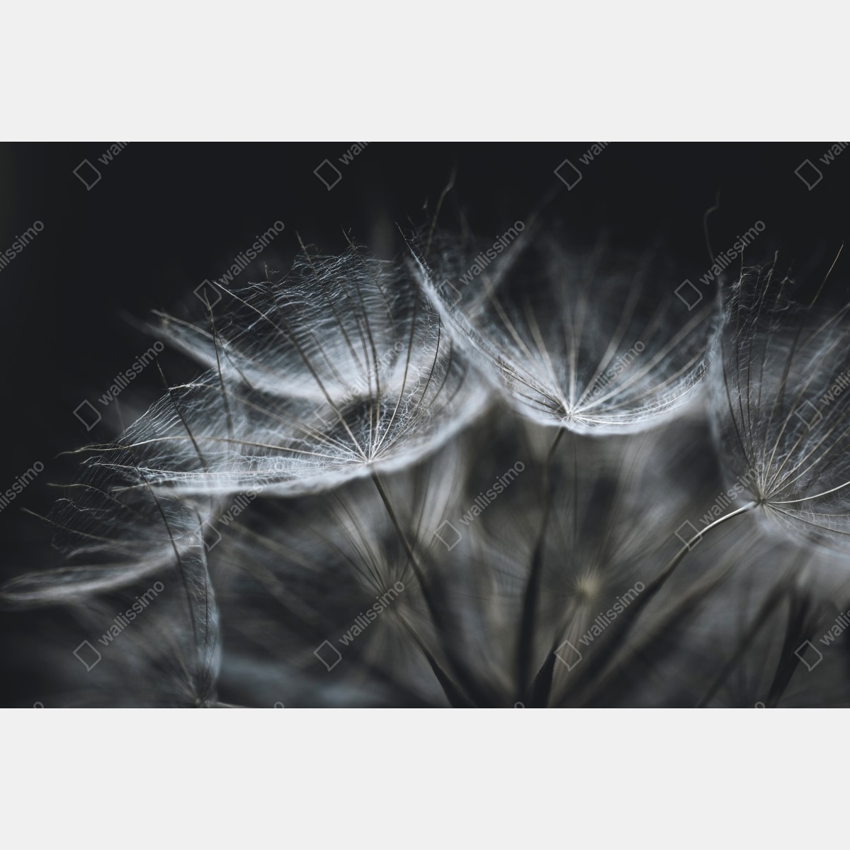 Obraz na płótnie delikatne nasiona mniszka w monochromie – Wallissimo® Obraz na płótnie delikatne nasiona mniszka w monochromie – Wallissimo®