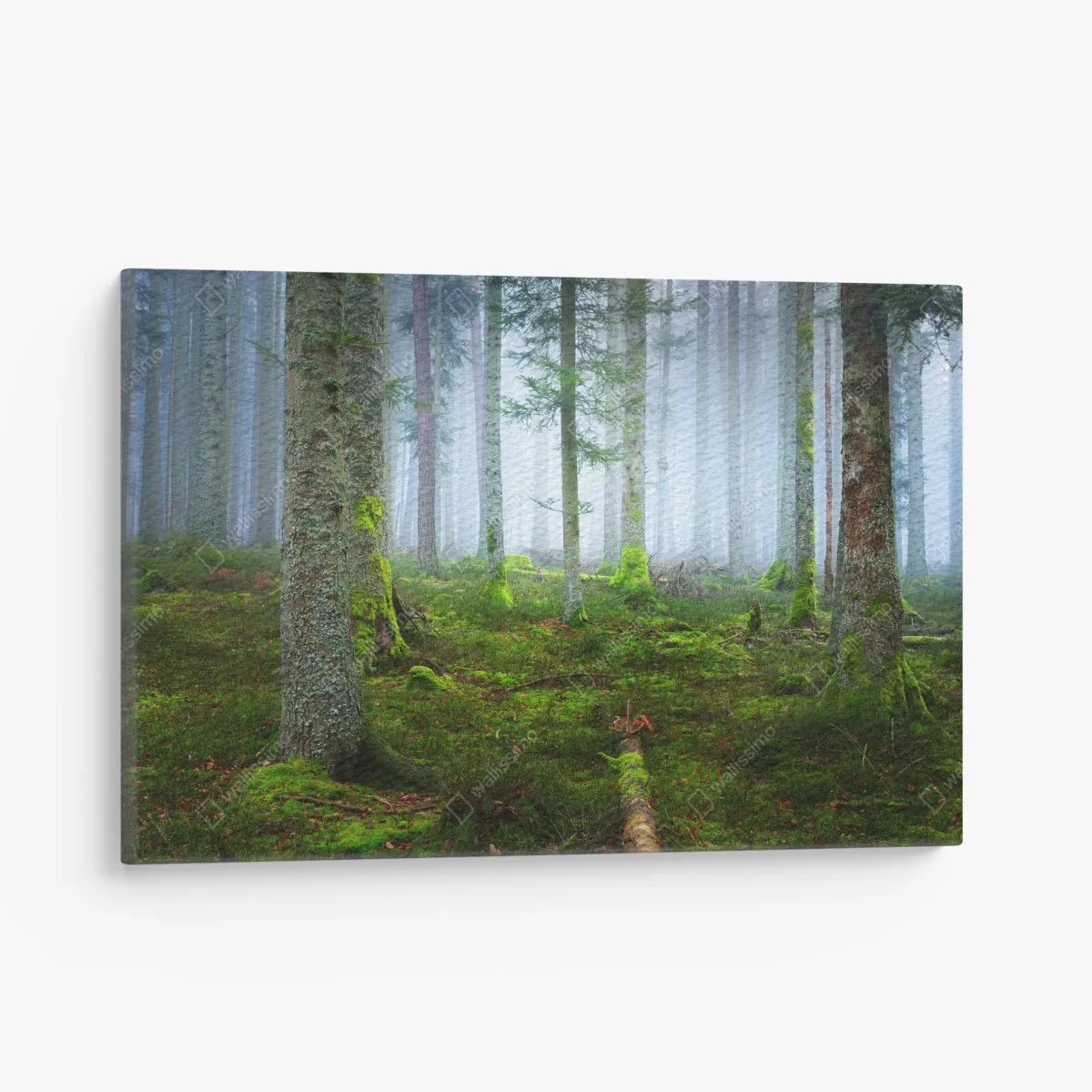 Obraz na płótnie mglisty las sosnowy z Alzacji – Wallissimo® Obraz na płótnie mglisty las sosnowy z Alzacji – Wallissimo®