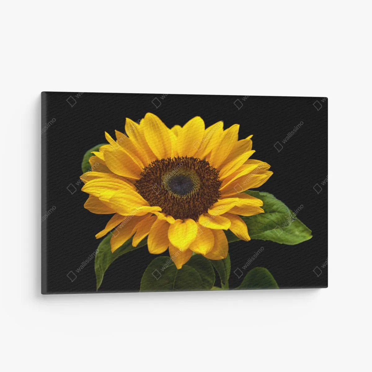 Obraz na płótnie żywy słonecznik na czarnym tle – Wallissimo® Obraz na płótnie żywy słonecznik na czarnym tle – Wallissimo®