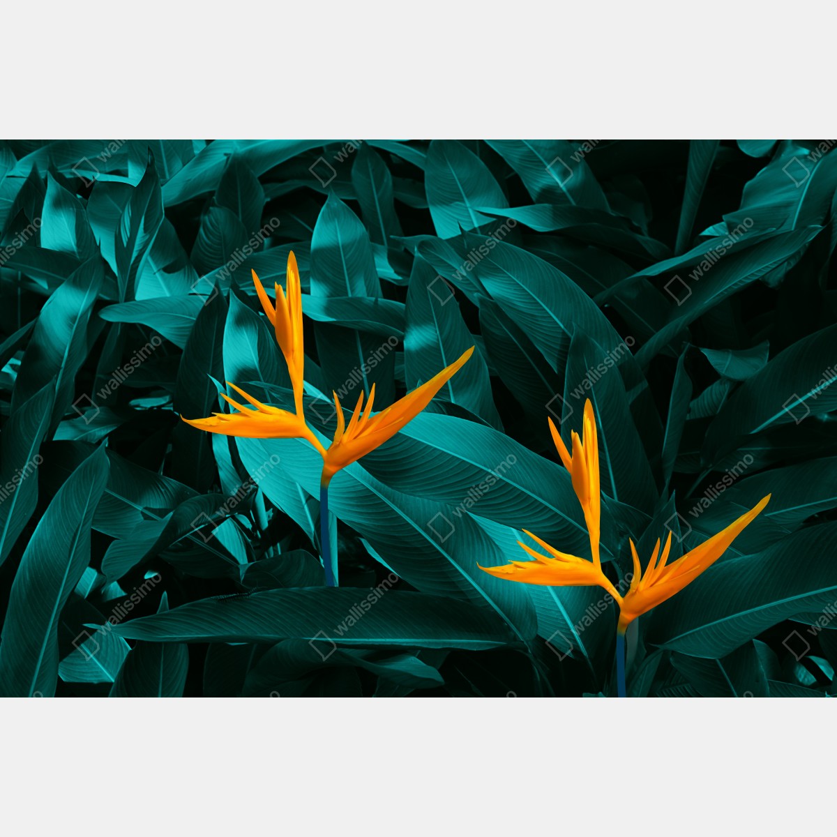 Obraz na płótnie tropikalna strelicja na turkusowych liściach – Wallissimo® Obraz na płótnie tropikalna strelicja na turkusowych liściach – Wallissimo®