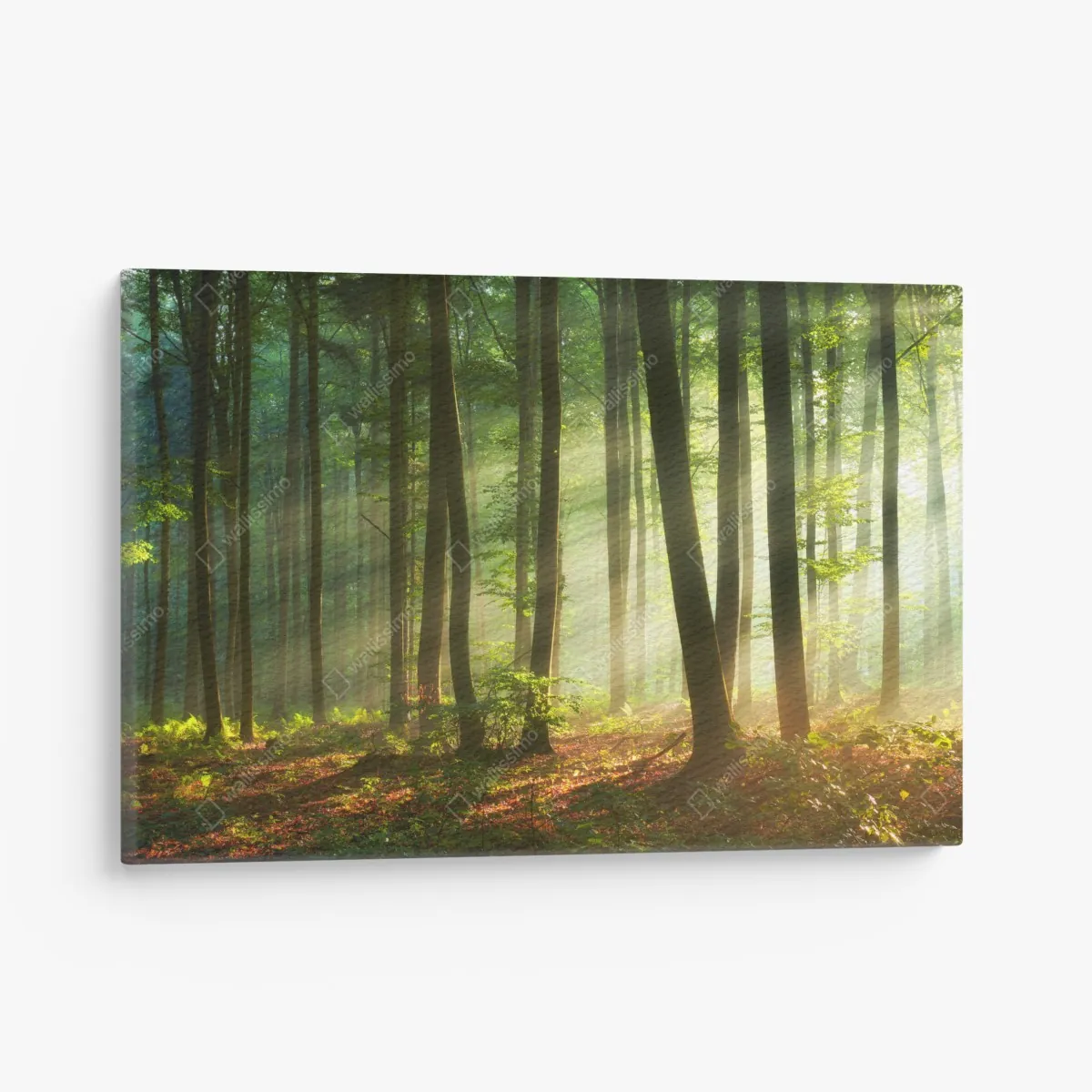 Obraz na płótnie poranny las skąpany w słońcu – Wallissimo® Obraz na płótnie poranny las skąpany w słońcu – Wallissimo®