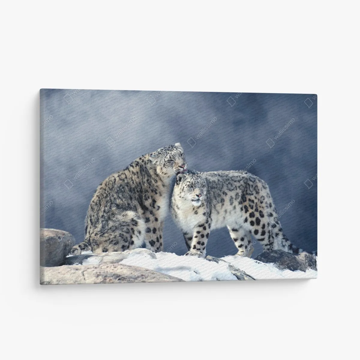 Obraz na płótnie majestatyczne pantery śnieżne w zimie – Wallissimo® Obraz na płótnie majestatyczne pantery śnieżne w zimie – Wallissimo®