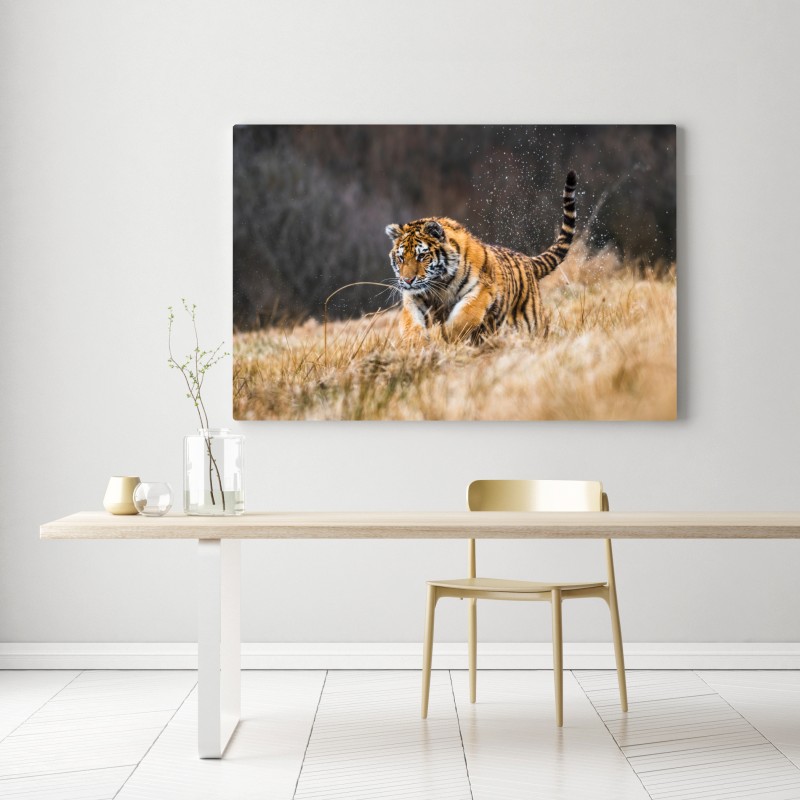 Obraz na płótnie tygrys Syberyjski w biegu – Wallissimo® Obraz na płótnie tygrys Syberyjski w biegu – Wallissimo®