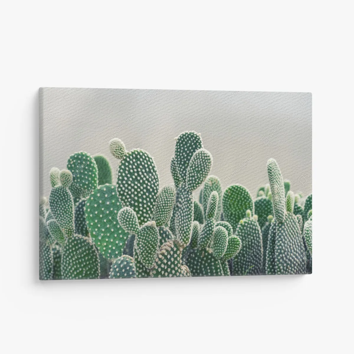 Obraz na płótnie zbliżenie kaktusa opuncji – Wallissimo® Obraz na płótnie zbliżenie kaktusa opuncji – Wallissimo®