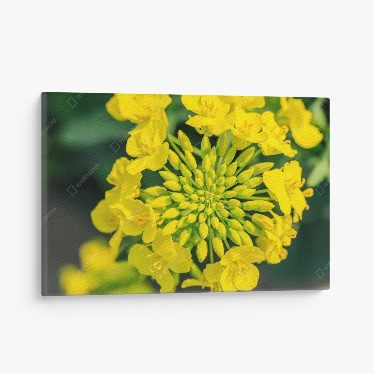 Obraz na płótnie żywy żółty kwiat rzepaku w zbliżeniu – Wallissimo® Obraz na płótnie żywy żółty kwiat rzepaku w zbliżeniu – Wallissimo®