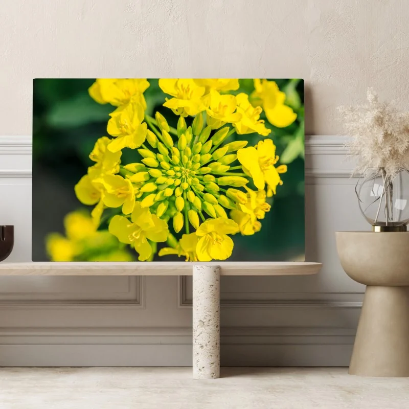 Obraz na płótnie żywy żółty kwiat rzepaku w zbliżeniu – Wallissimo® Obraz na płótnie żywy żółty kwiat rzepaku w zbliżeniu – Wallissimo®