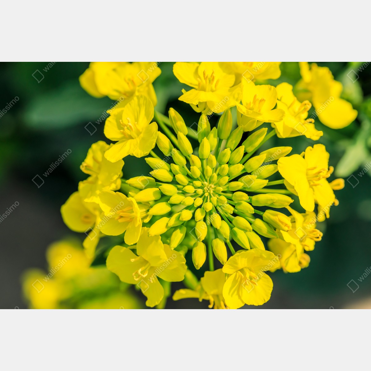 Obraz na płótnie żywy żółty kwiat rzepaku w zbliżeniu – Wallissimo® Obraz na płótnie żywy żółty kwiat rzepaku w zbliżeniu – Wallissimo®