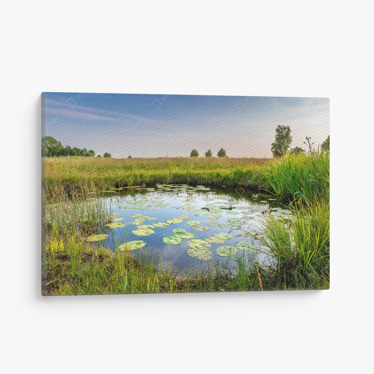 Obraz na płótnie spokojny staw z grążelami na łące – Wallissimo® Obraz na płótnie spokojny staw z grążelami na łące – Wallissimo®