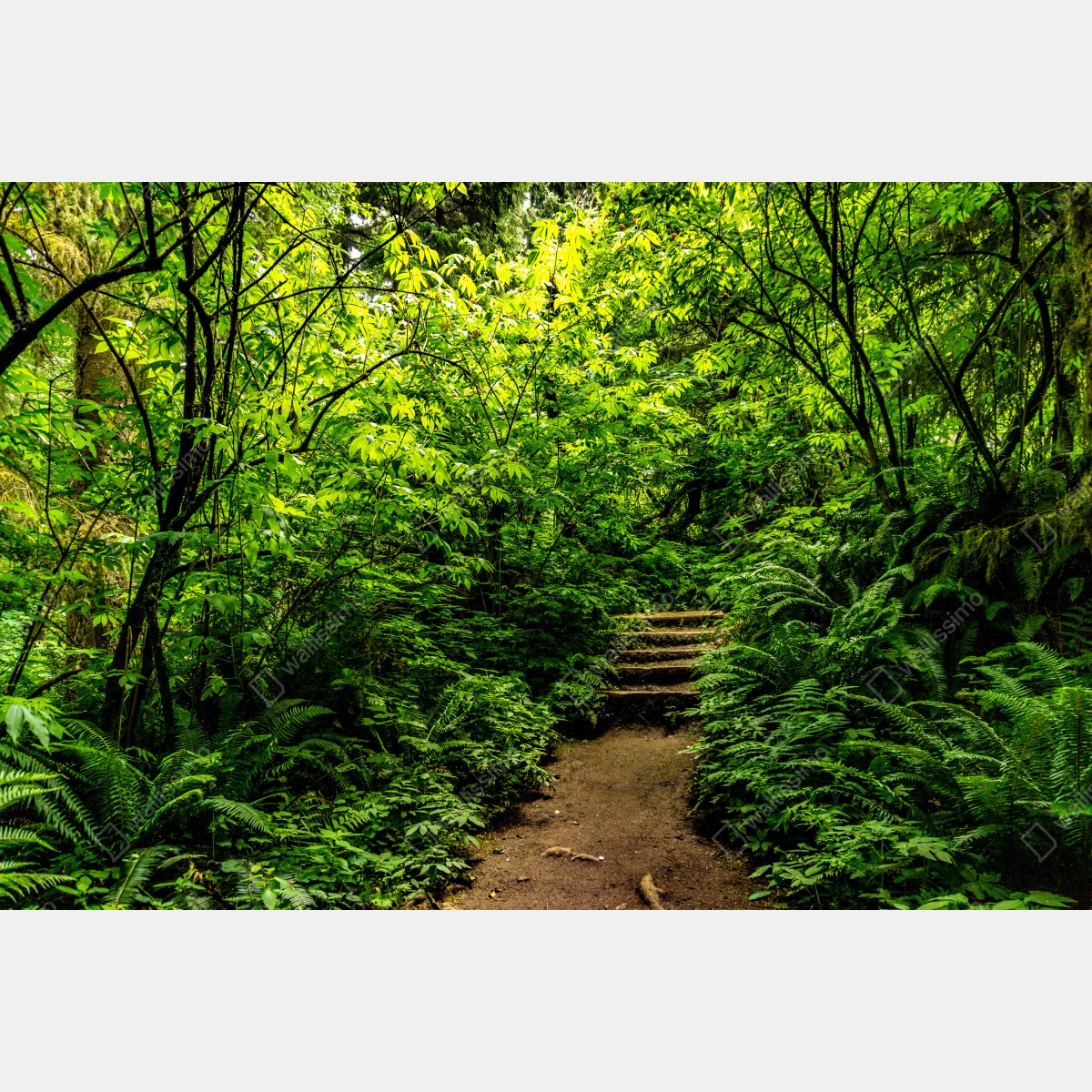 Obraz na płótnie bujna leśna ścieżka – Wallissimo® Obraz na płótnie bujna leśna ścieżka – Wallissimo®
