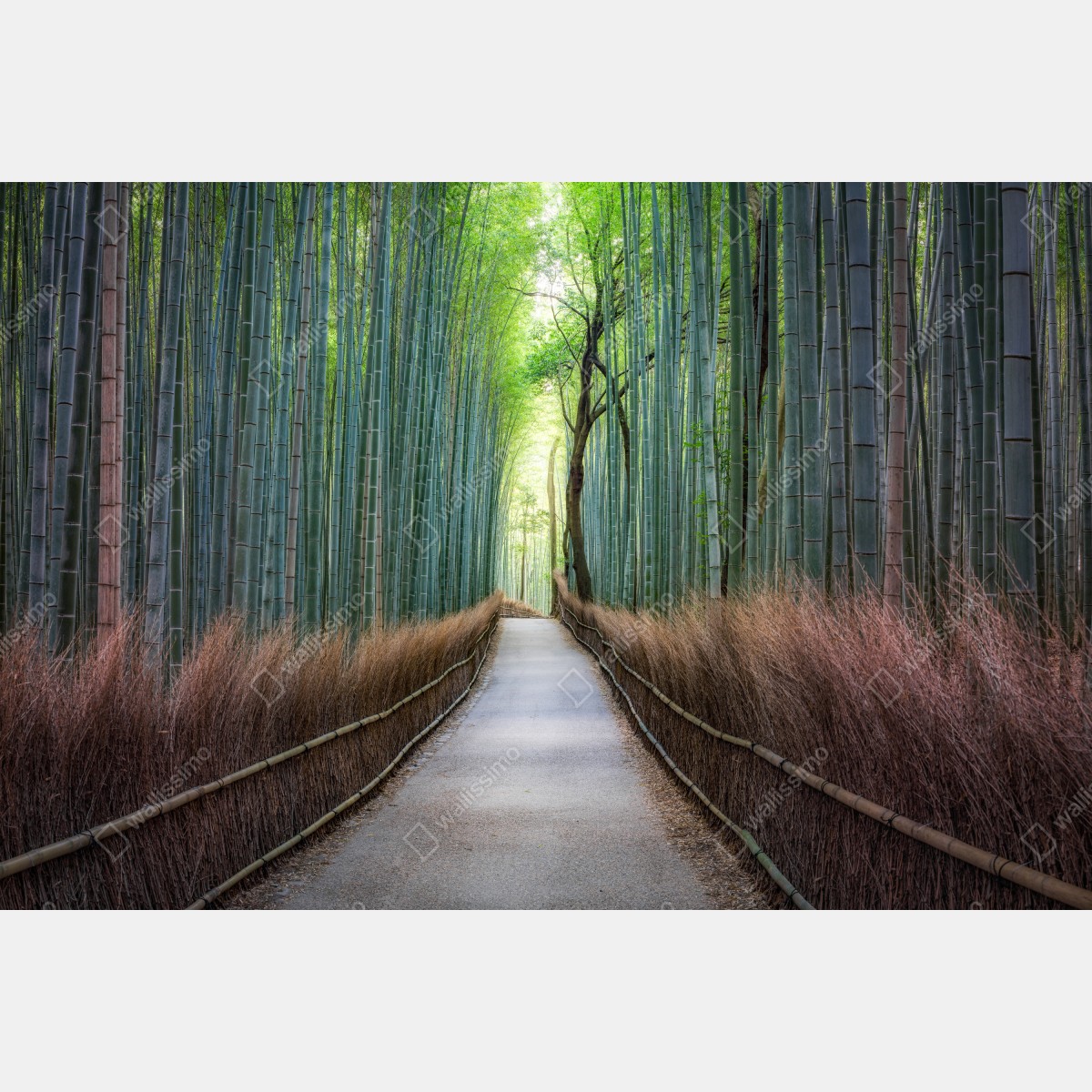 Obraz na płótnie spokojna ścieżka w lesie bambusowym – Wallissimo® Obraz na płótnie spokojna ścieżka w lesie bambusowym – Wallissimo®