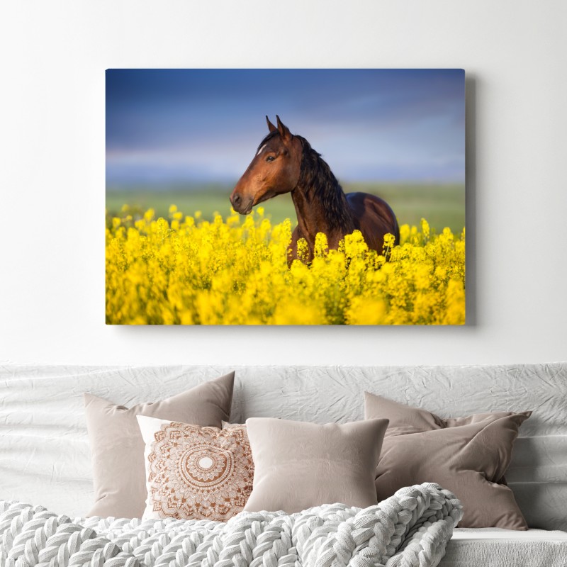 Obraz na płótnie gniady koń na polu rzepaku – Wallissimo® Obraz na płótnie gniady koń na polu rzepaku – Wallissimo®