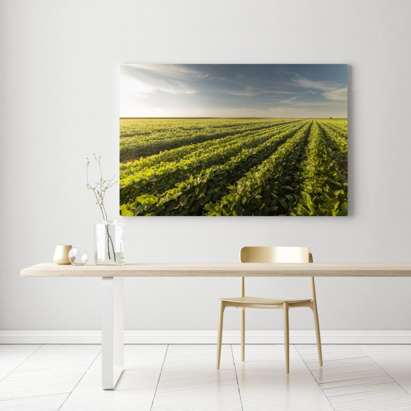Obraz na płótnie słoneczne pole soi o zmierzchu – Wallissimo® Obraz na płótnie słoneczne pole soi o zmierzchu – Wallissimo®