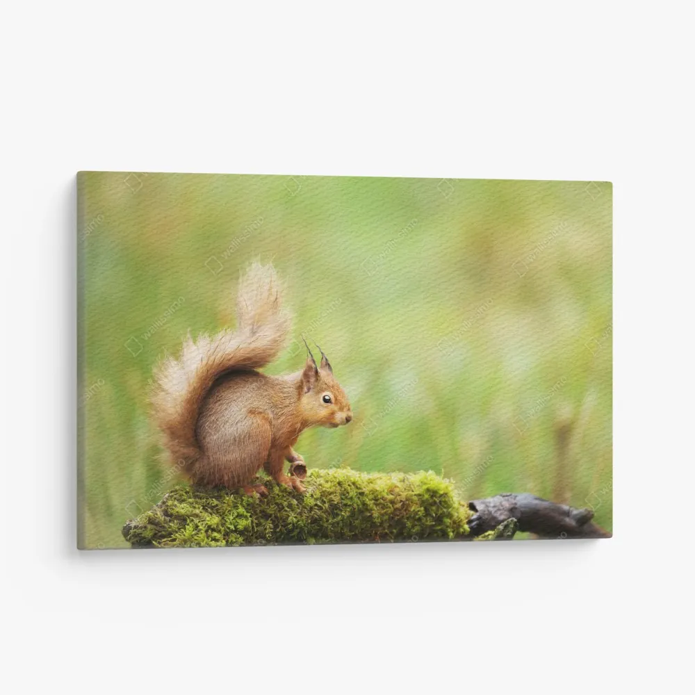 Obraz na płótnie ruda wiewiórka na mchu – Wallissimo® Obraz na płótnie ruda wiewiórka na mchu – Wallissimo®