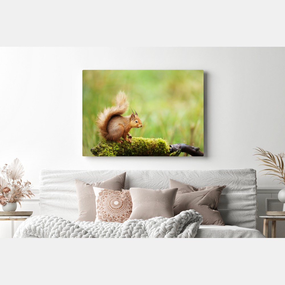 Obraz na płótnie ruda wiewiórka na mchu – Wallissimo® Obraz na płótnie ruda wiewiórka na mchu – Wallissimo®