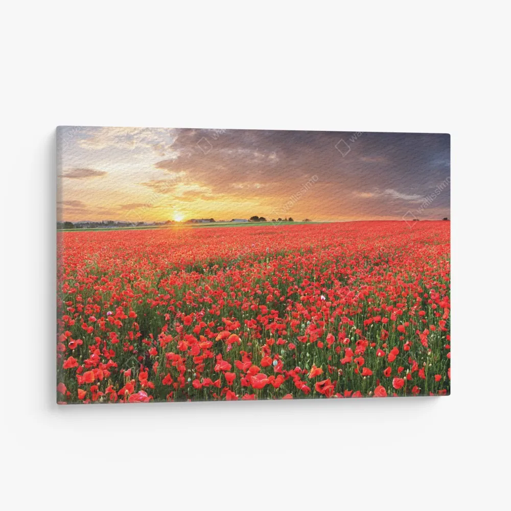 Obraz na płótnie pole maków o zachodzie słońca – Wallissimo® Obraz na płótnie pole maków o zachodzie słońca – Wallissimo®