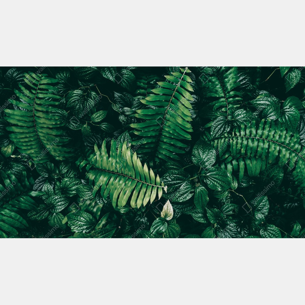 Obraz na płótnie bujne tropikalne liście – Wallissimo® Obraz na płótnie bujne tropikalne liście – Wallissimo®