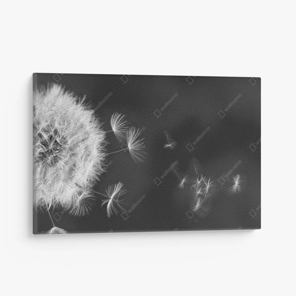 Obraz na płótnie unoszące się nasiona mniszka – Wallissimo® Obraz na płótnie unoszące się nasiona mniszka – Wallissimo®