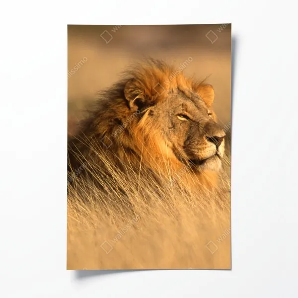 Plakat majestatyczny lew w wysokiej trawie