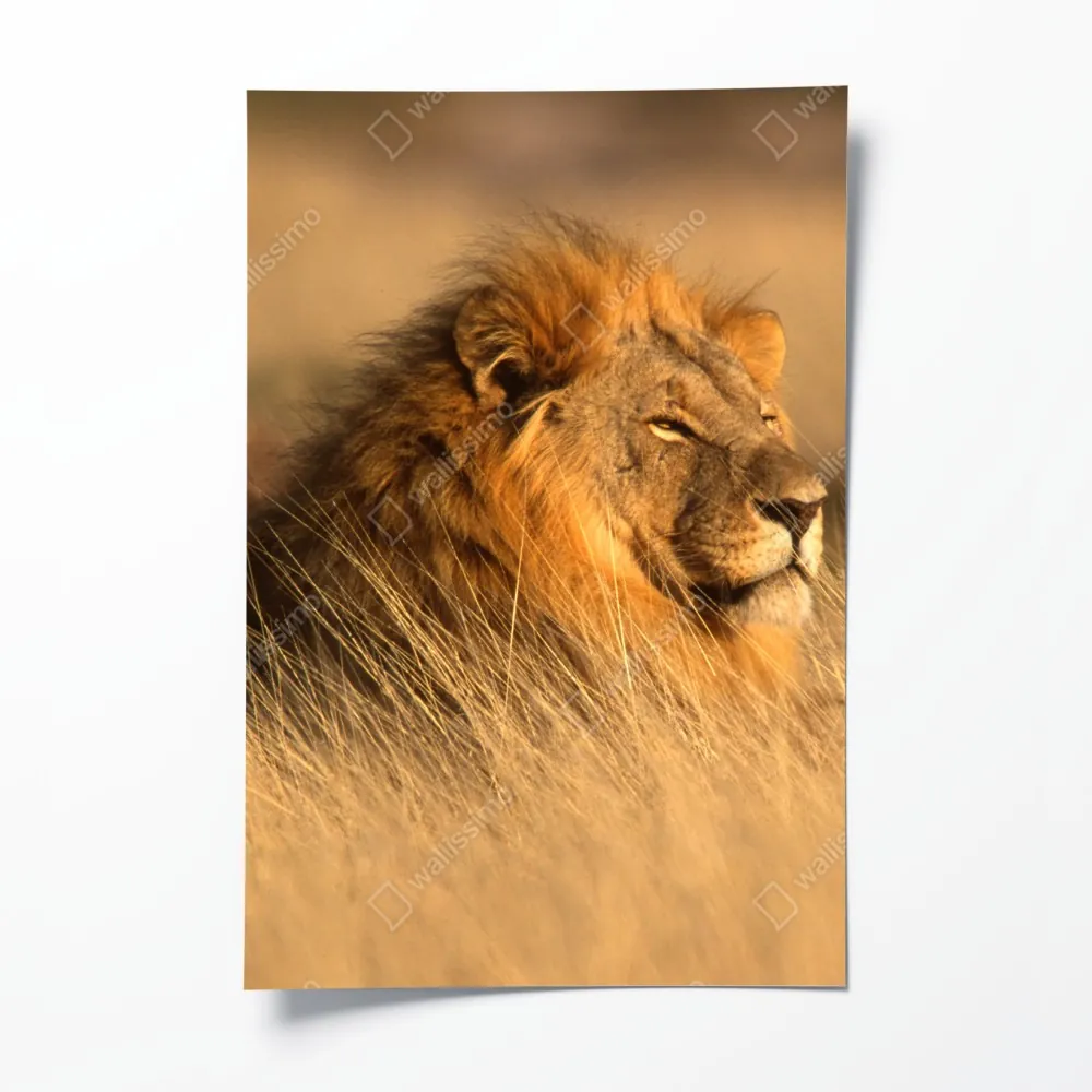 Plakat majestatyczny lew w wysokiej trawie – Wallissimo® Plakat majestatyczny lew w wysokiej trawie – Wallissimo®