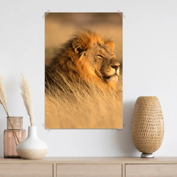 Plakat majestatyczny lew w wysokiej trawie – Wallissimo® Plakat majestatyczny lew w wysokiej trawie – Wallissimo®