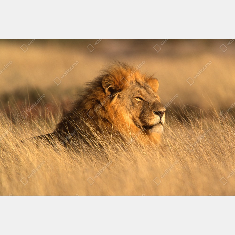 Plakat majestatyczny lew w wysokiej trawie – Wallissimo® Plakat majestatyczny lew w wysokiej trawie – Wallissimo®