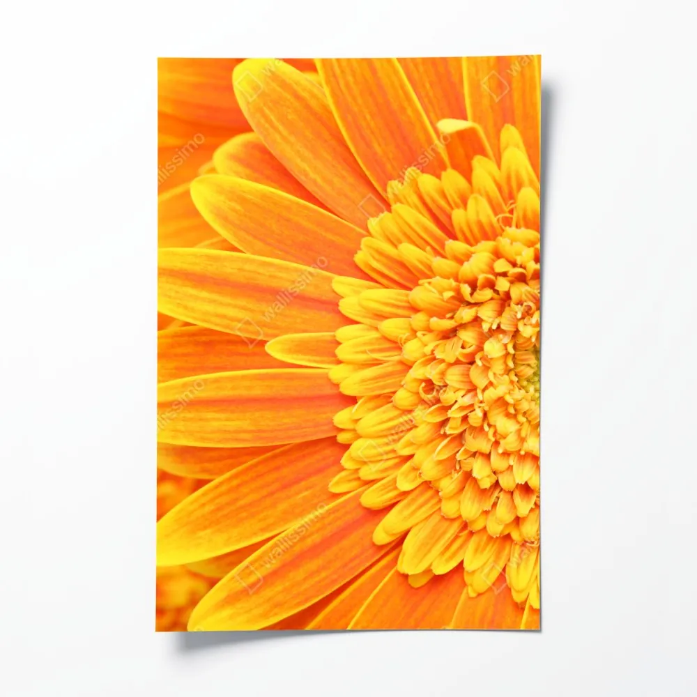 Plakat intensywna pomarańczowa gerbera z bliska – Wallissimo® Plakat intensywna pomarańczowa gerbera z bliska – Wallissimo®