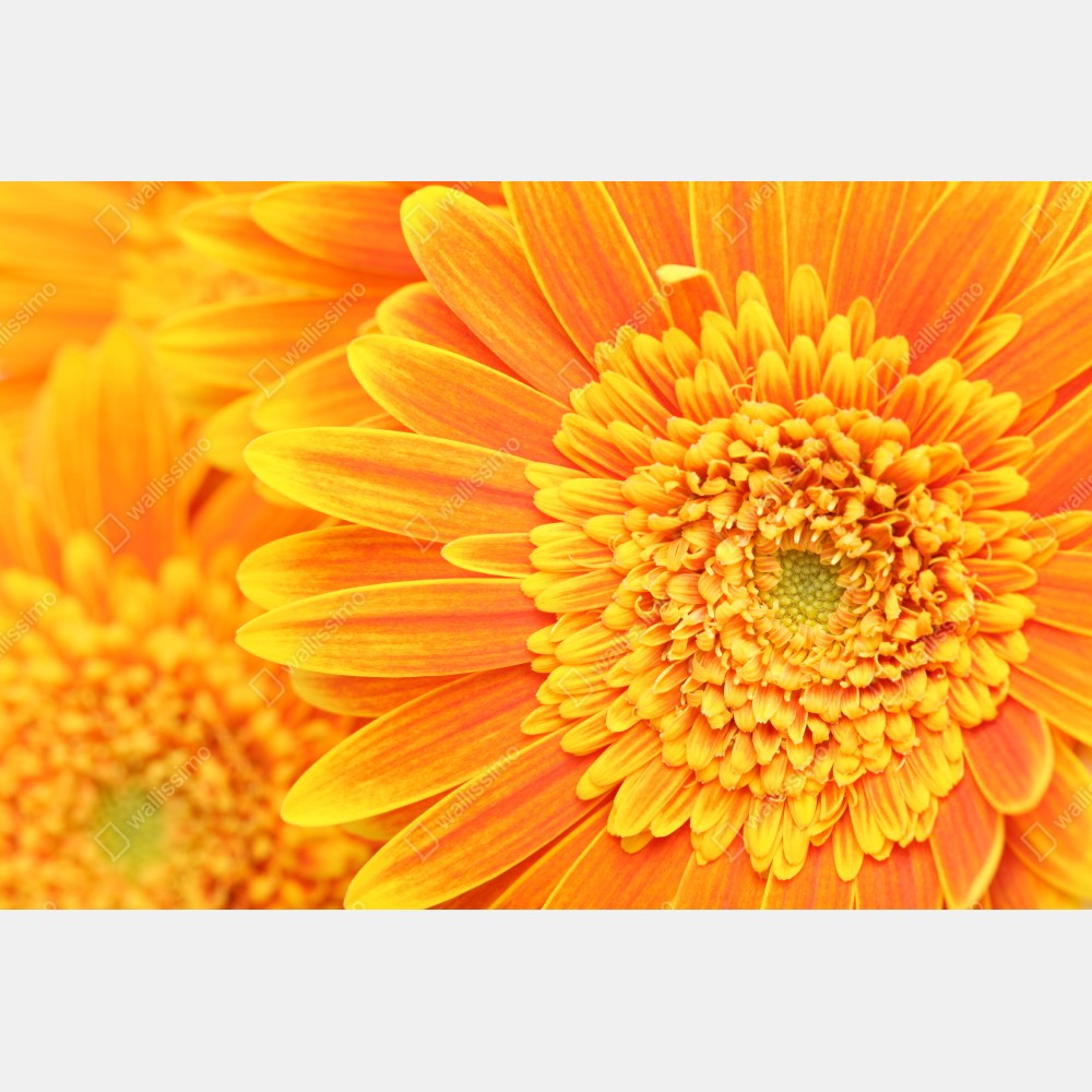 Plakat intensywna pomarańczowa gerbera z bliska – Wallissimo® Plakat intensywna pomarańczowa gerbera z bliska – Wallissimo®
