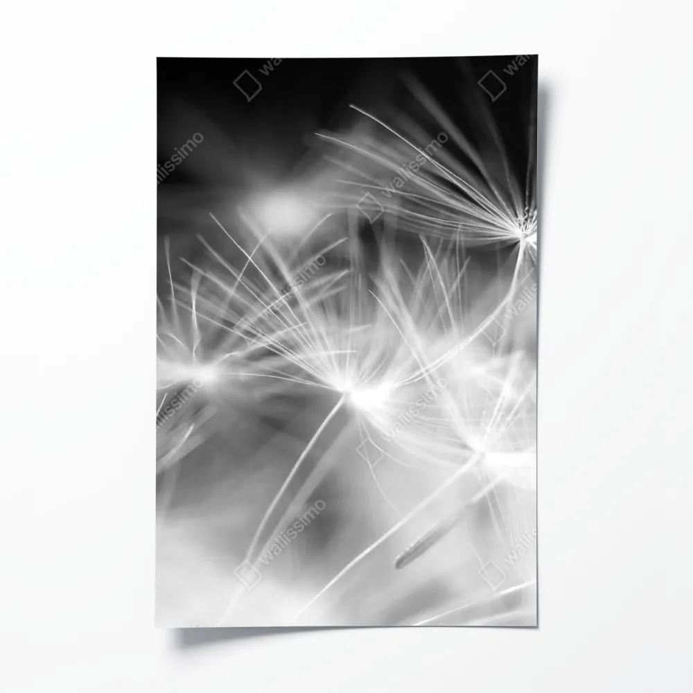 Plakat delikatne nasiona dmuchawca czarno-białe – Wallissimo® Plakat delikatne nasiona dmuchawca czarno-białe – Wallissimo®