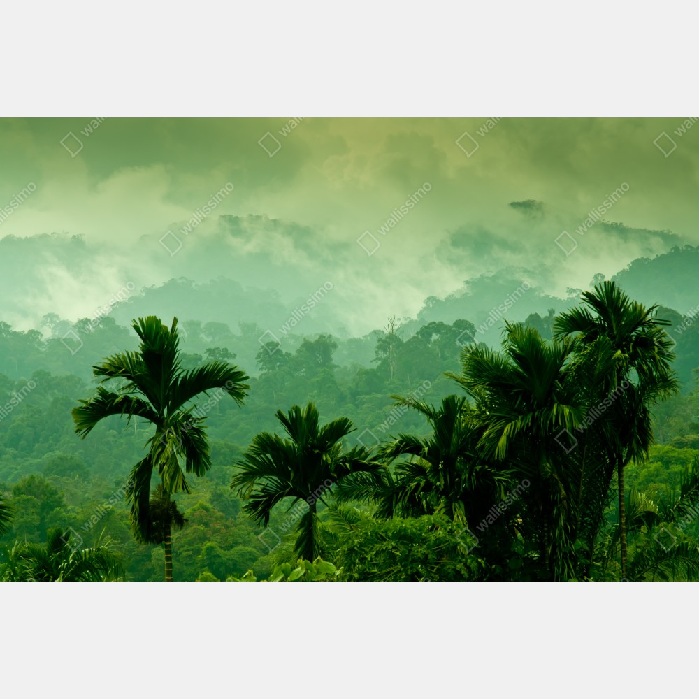 Plakat mglista tropikalna dżungla – Wallissimo® Plakat mglista tropikalna dżungla – Wallissimo®