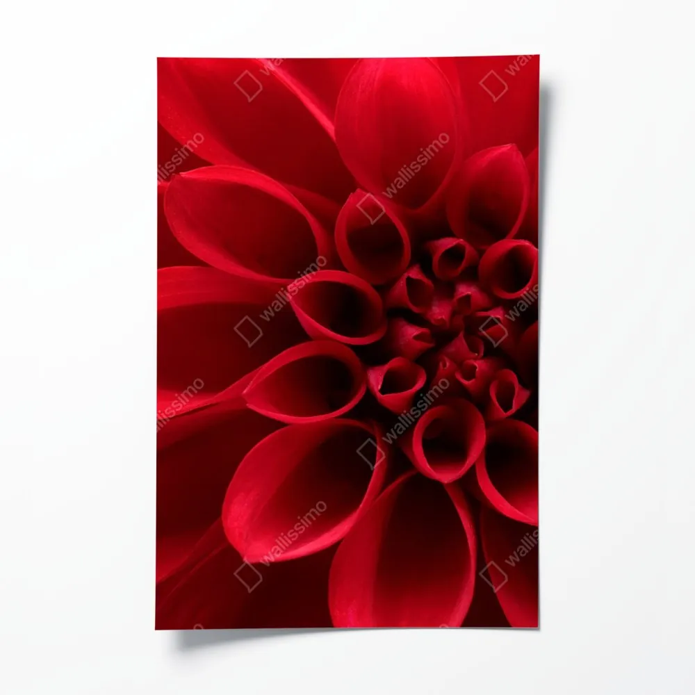 Plakat zbliżenie czerwonej dalii – Wallissimo® Plakat zbliżenie czerwonej dalii – Wallissimo®