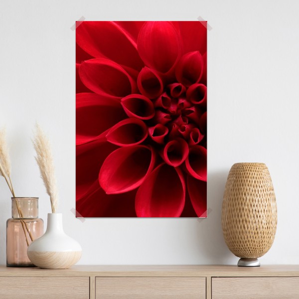 Plakat zbliżenie czerwonej dalii – Wallissimo® Plakat zbliżenie czerwonej dalii – Wallissimo®