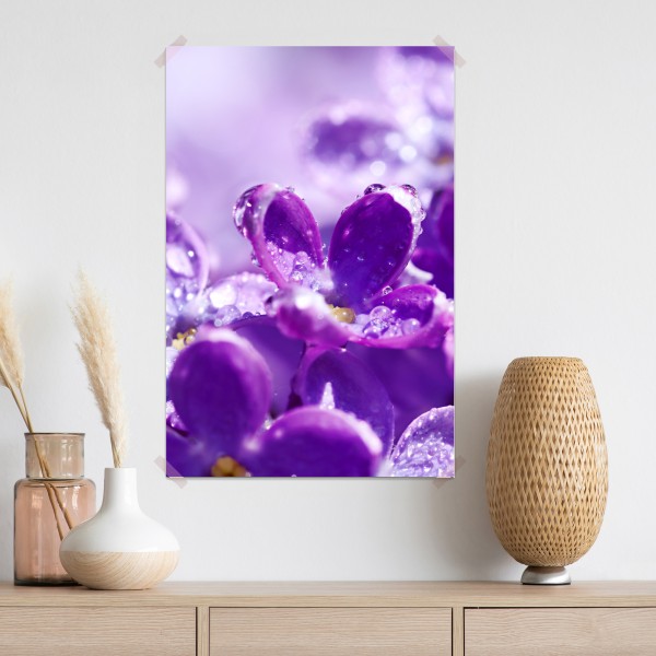 Plakat fioletowy bez z kroplami rosy – Wallissimo® Plakat fioletowy bez z kroplami rosy – Wallissimo®