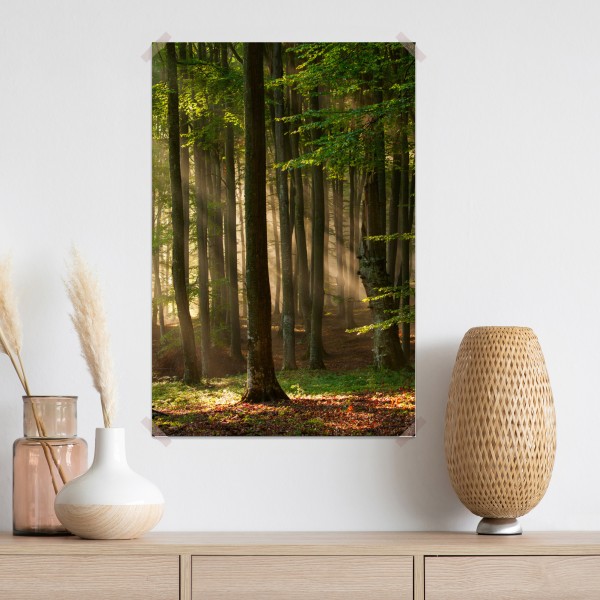 Plakat poranne światło w lesie bukowym – Wallissimo® Plakat poranne światło w lesie bukowym – Wallissimo®