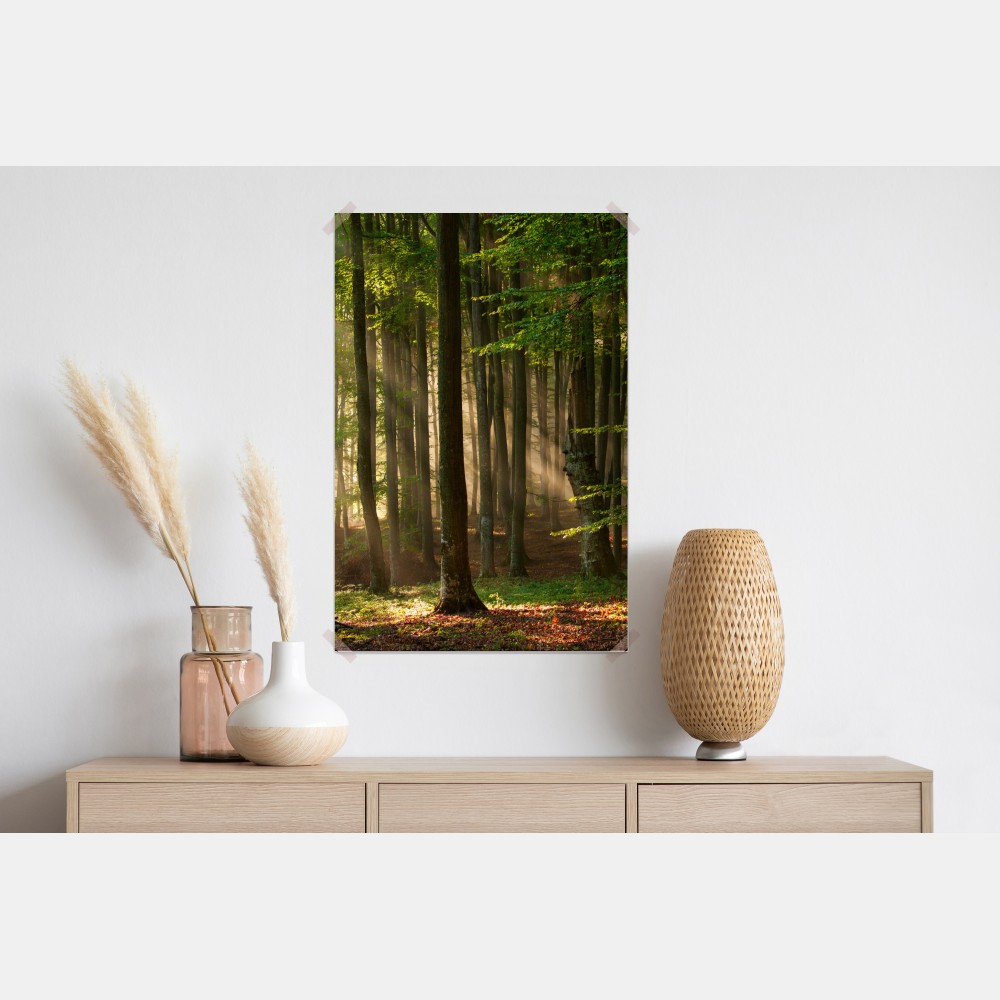 Plakat poranne światło w lesie bukowym – Wallissimo® Plakat poranne światło w lesie bukowym – Wallissimo®
