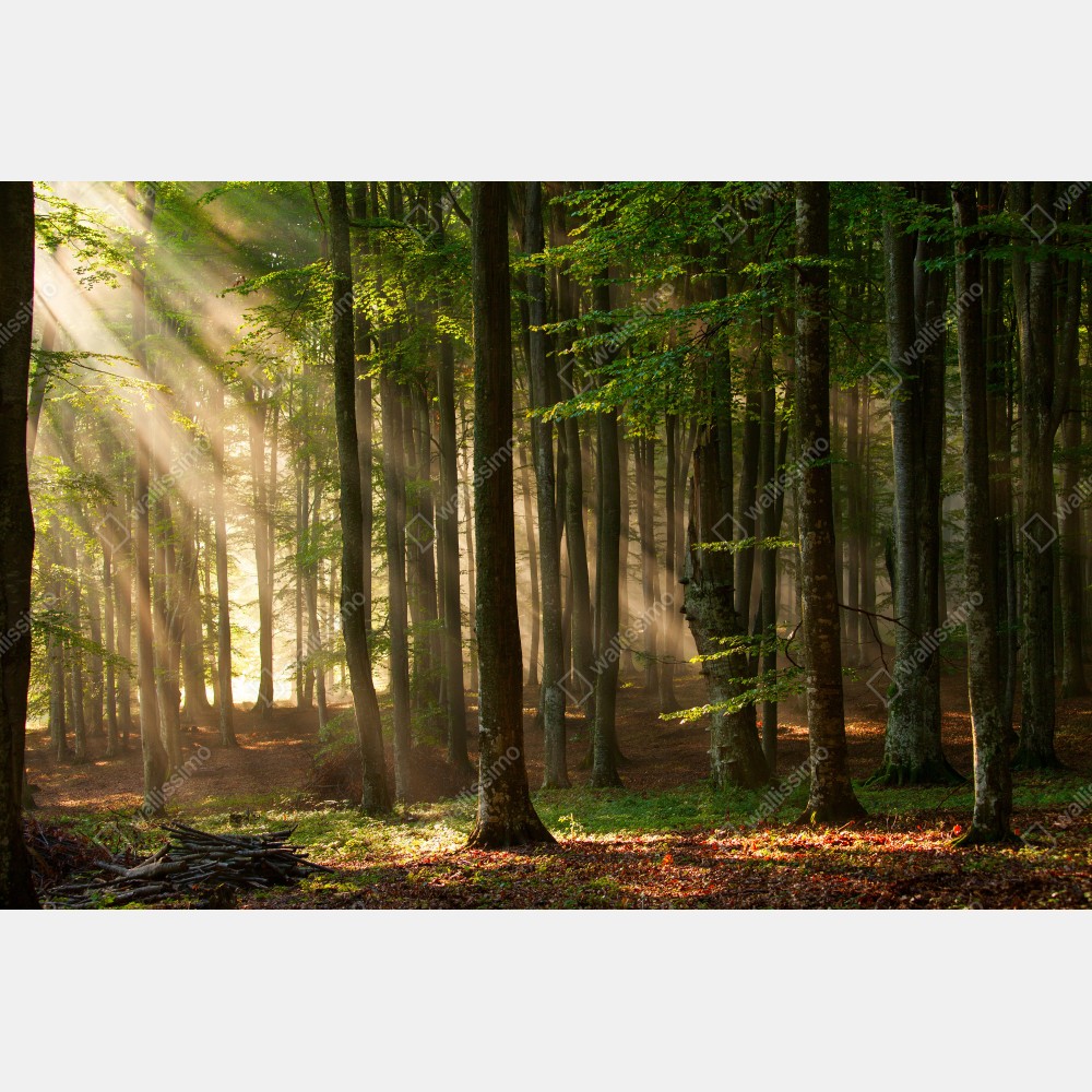 Plakat poranne światło w lesie bukowym – Wallissimo® Plakat poranne światło w lesie bukowym – Wallissimo®